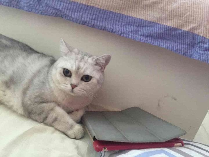 今天通过科二考前测试,现在坐等考试,好好好紧