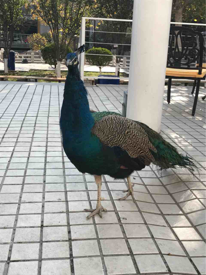 明天就考试科一了 驾校出的题都是驾考宝典上