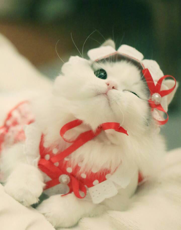 成都的大神来解答下,科四需要预约吗,需要等1