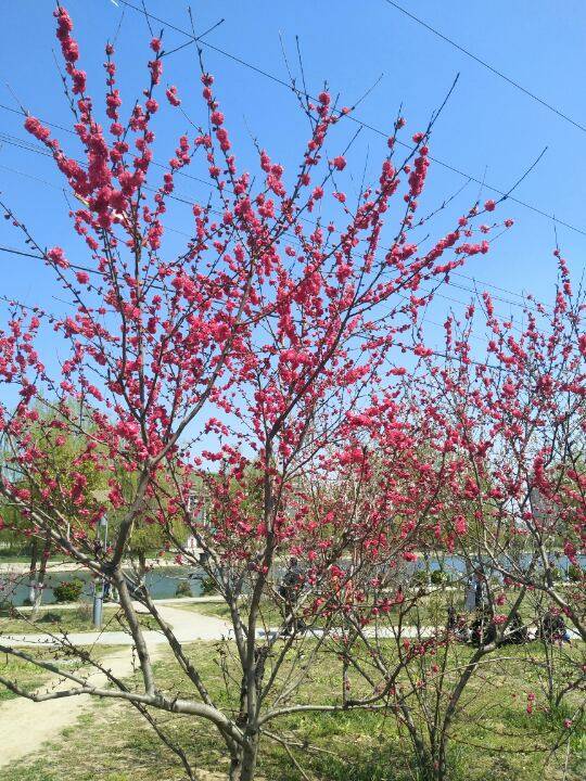 尽然一个人同时在两个驾校,预考两次不成功!那