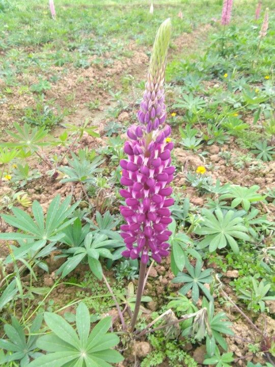 明天考科目二,好紧张怎么办,希望通过-驾考论坛