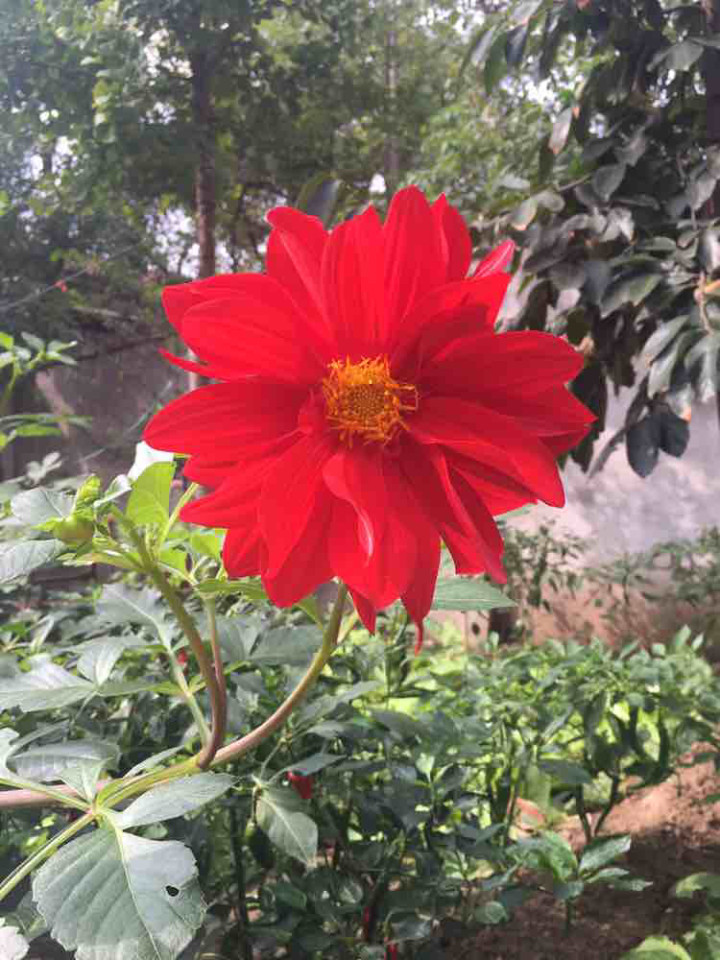 科三22号约考失败,希望24号约考成功