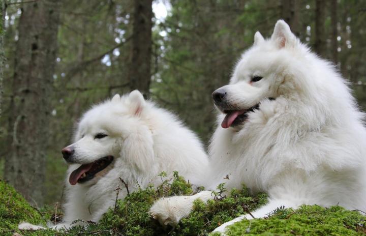 萨摩耶犬samoyed