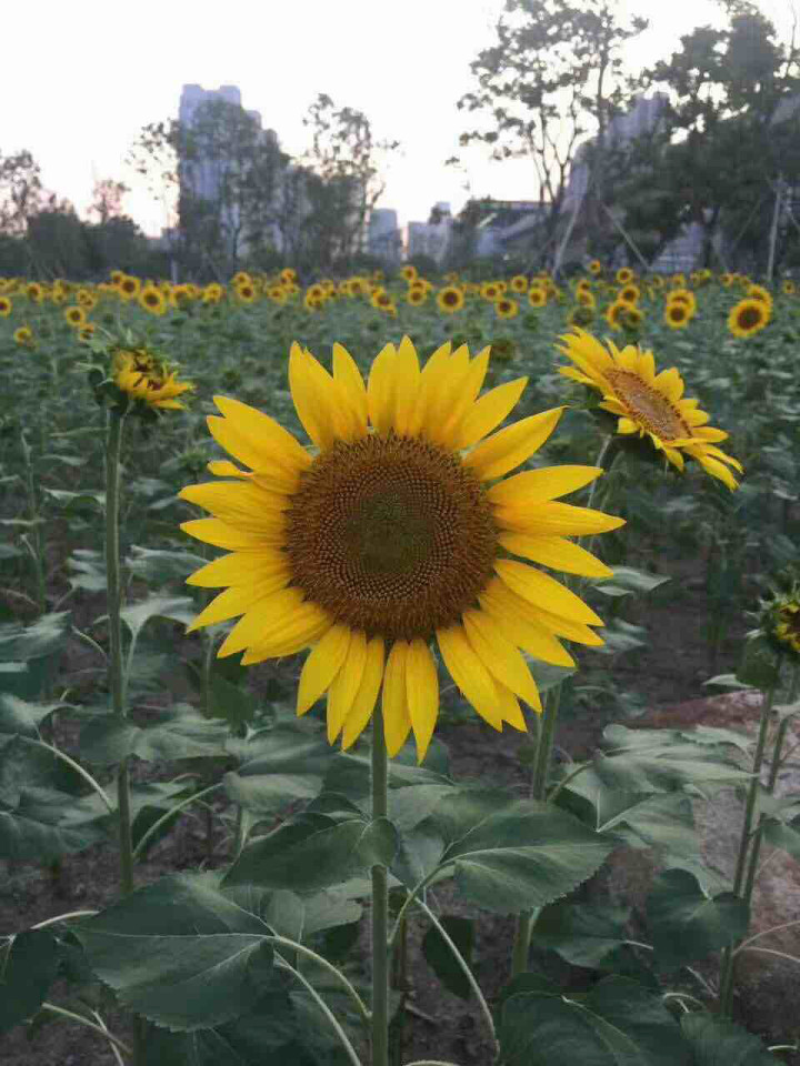 请问科目一预约考试费用超过48小时缴费的,可
